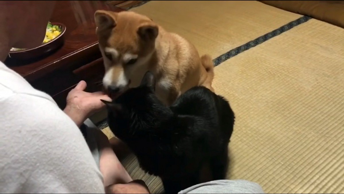 飼い主の手のひらの匂いを嗅ぐ犬