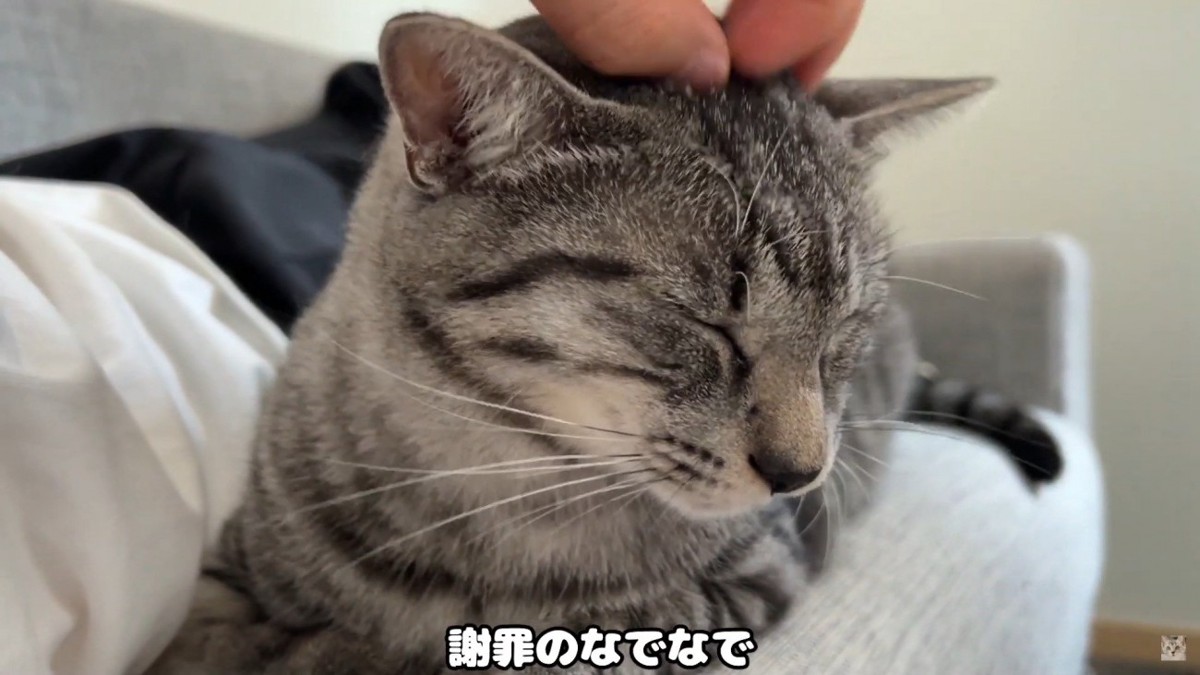 撫でられる猫