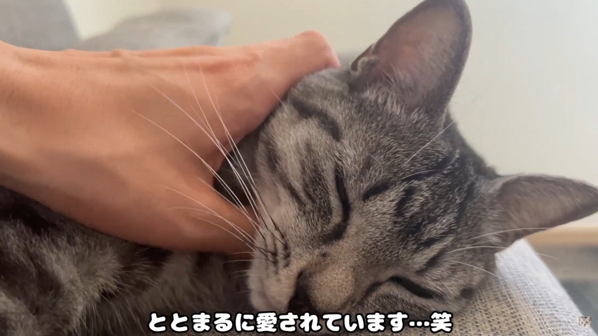 撫でられる猫