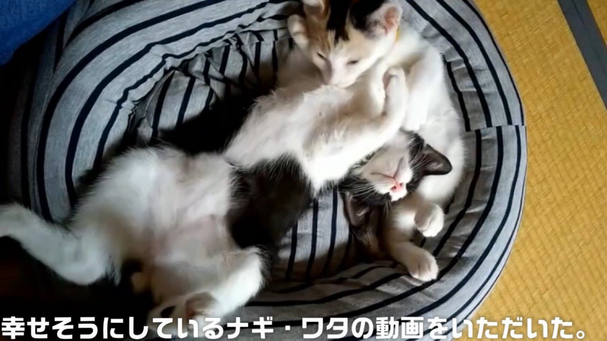 じゃれ合うハチワレ猫と三毛猫