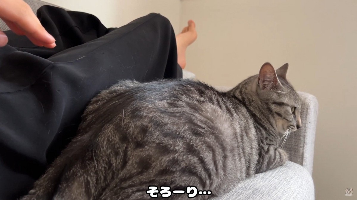 ソファでくつろいでいる猫