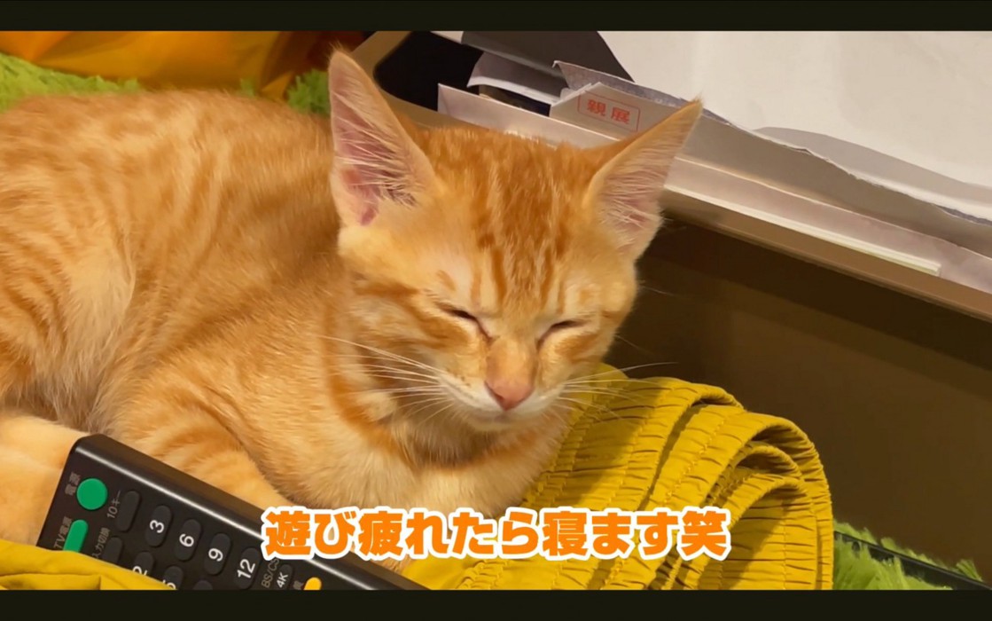 うとうとする猫