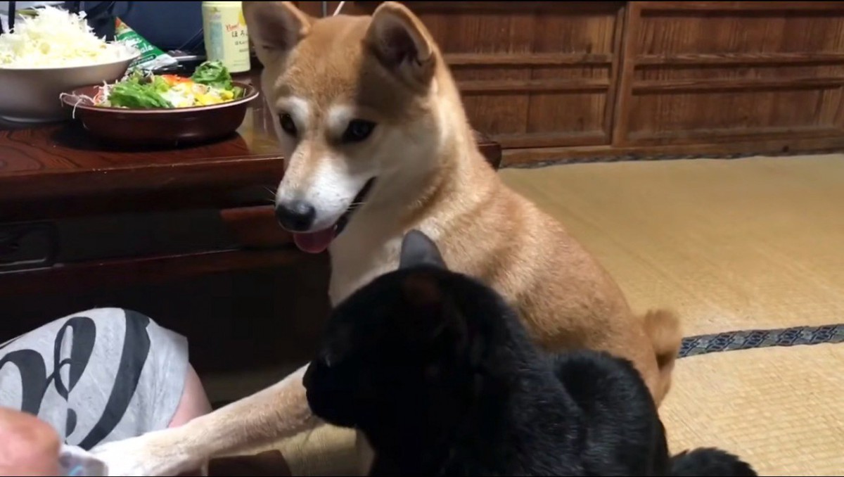 飼い主に『お手』をする犬