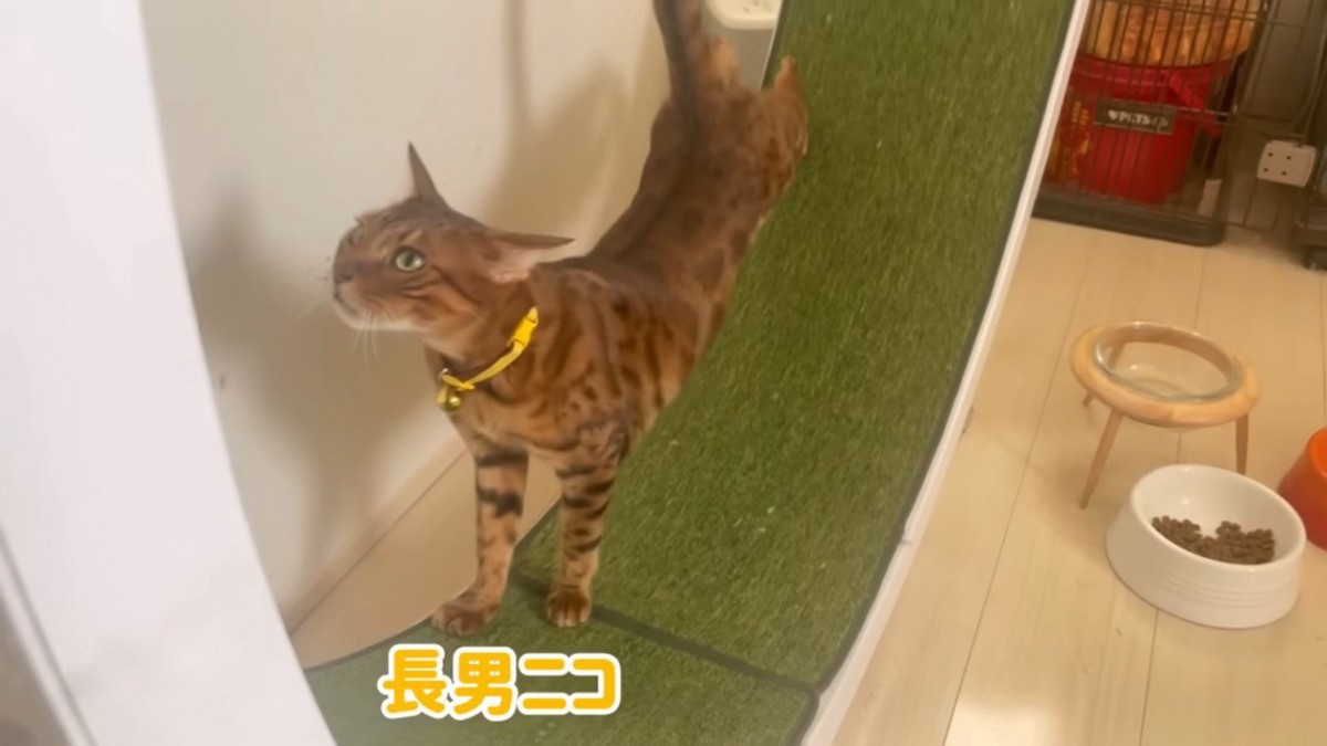 回し車で遊ぶ猫