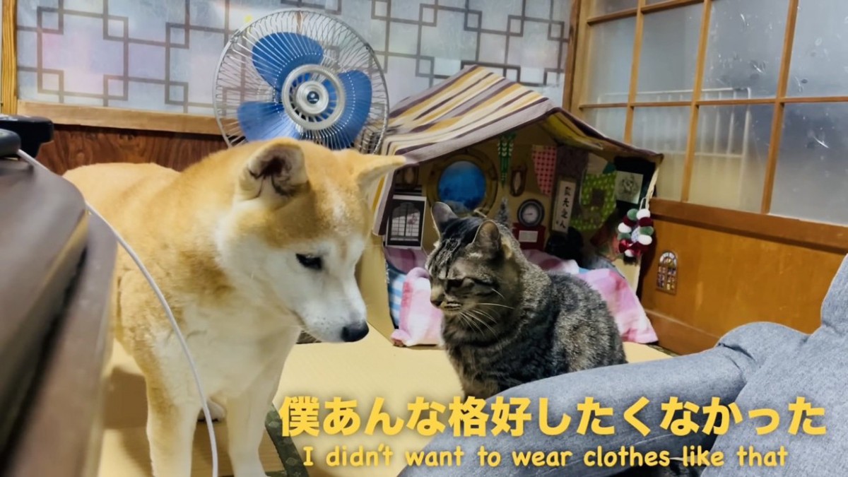 柴犬に愚痴を言うキジトラ猫