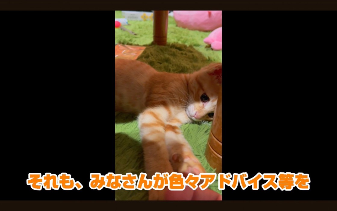 掴む猫