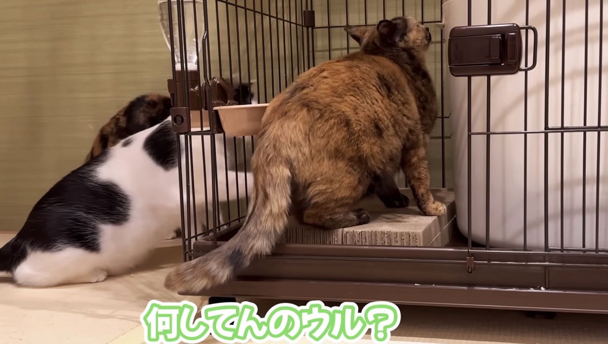 ケージの横から手を伸ばす猫