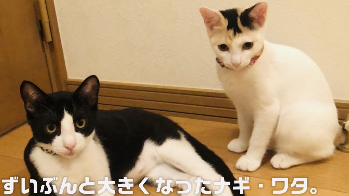 成長したハチワレ猫と三毛猫