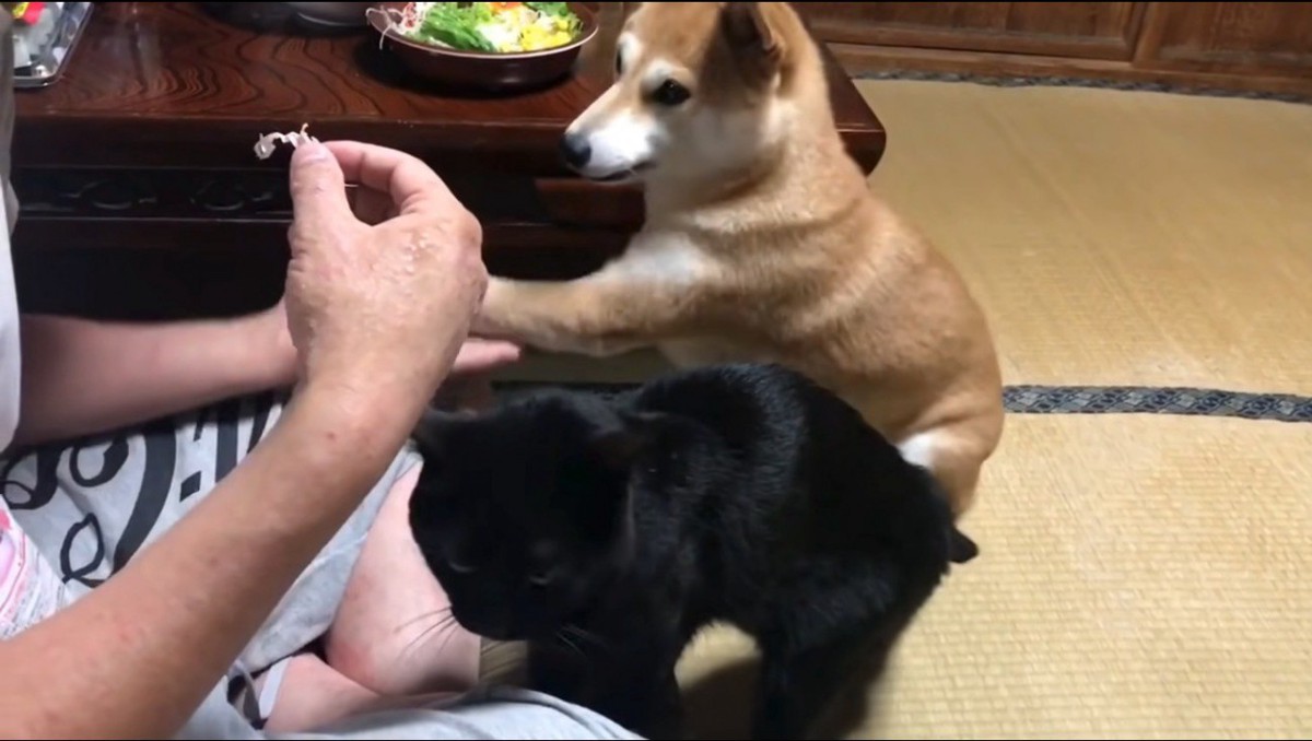 飼い主の手に前足を乗せる犬