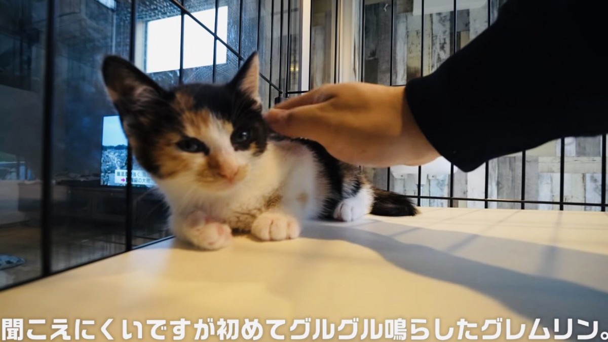 撫でられてゴロゴロ言う子猫