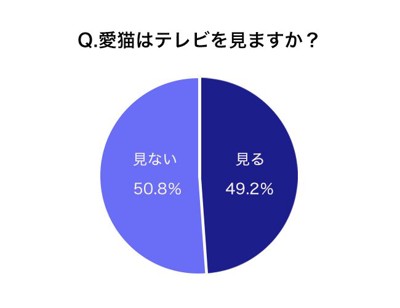 愛猫はテレビを見ますか？