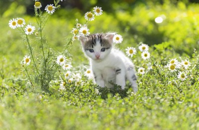 猫と花