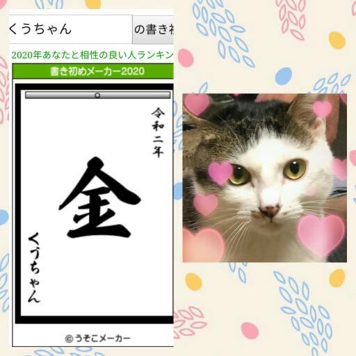 猫 雑種（ミックス） くうちゃんの写真