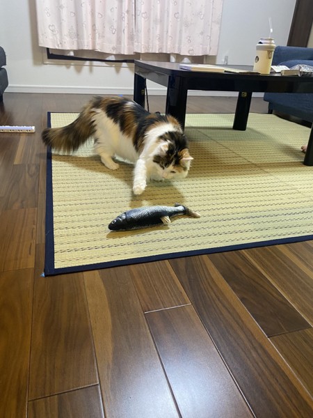 猫 メインクーン ララの写真