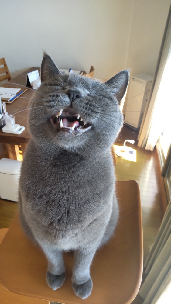 猫 ブリティッシュショートヘア しらべの写真