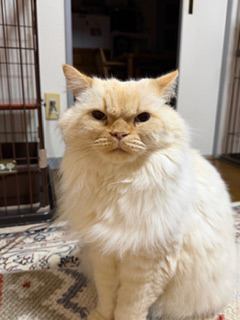 猫 ヒマラヤン ロッキーの写真