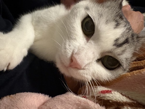 猫 サバシロ もーしゃんの写真