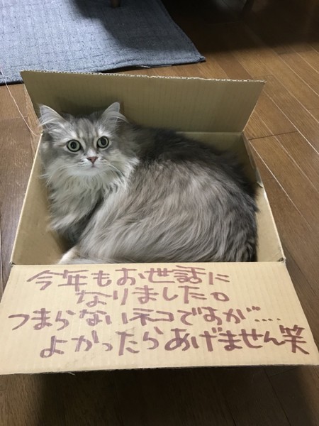 猫 サイベリアン グリコの写真