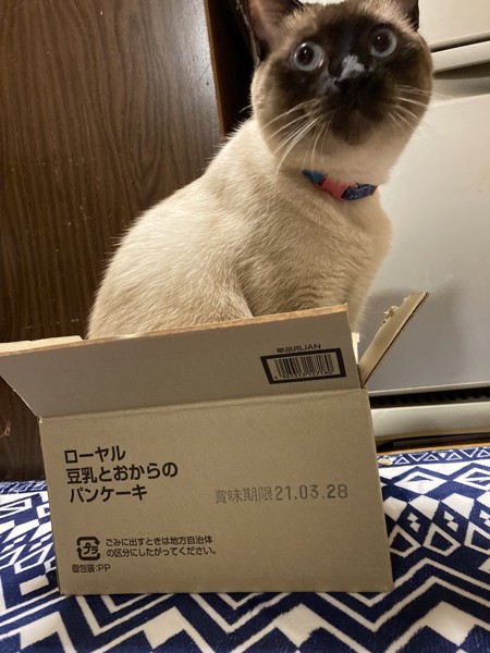 猫 シャム ゆうの写真