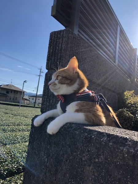 猫 茶白トラ マロンの写真