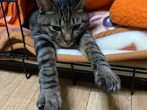 猫 キジトラ ハッチの写真