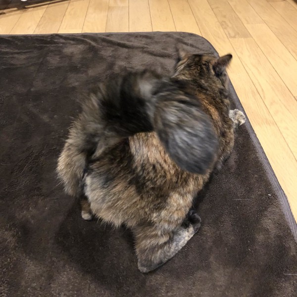 猫 サビ猫 ポンちゃんの写真
