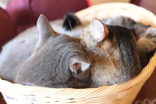 猫 雑種（ミックス） なつ&ゆずの写真