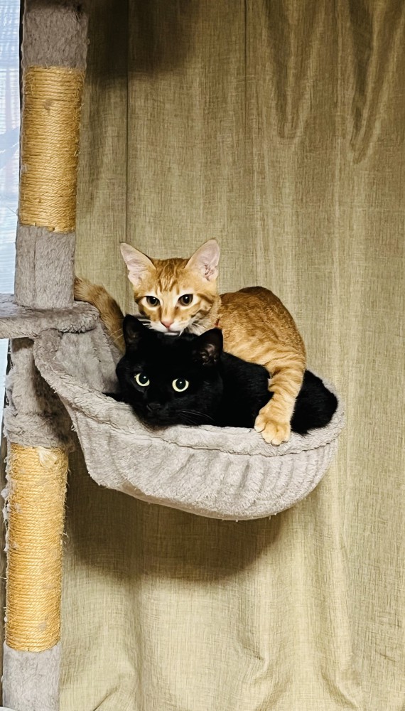 猫 茶トラ ルノの写真