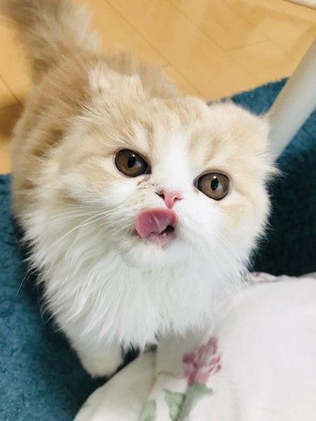 猫 エキゾチックロングヘア わたあめの写真