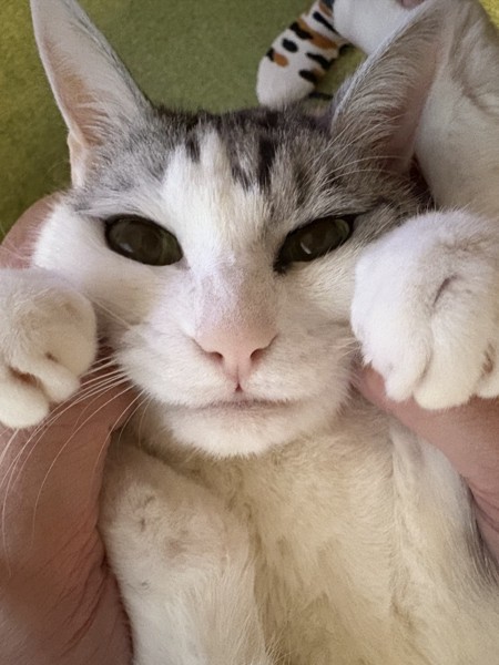 猫 サバシロ もーしゃんの写真