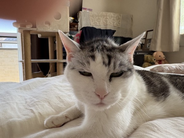 猫 サバシロ もーしゃんの写真