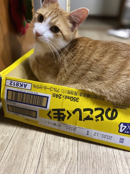 猫 茶白トラ ミモの写真