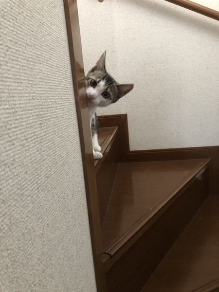 猫 雑種（ミックス） タピオカの写真