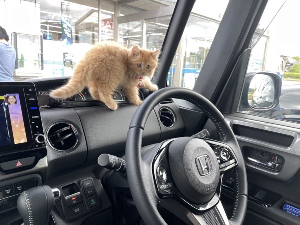 猫 ラガマフィン レイの写真