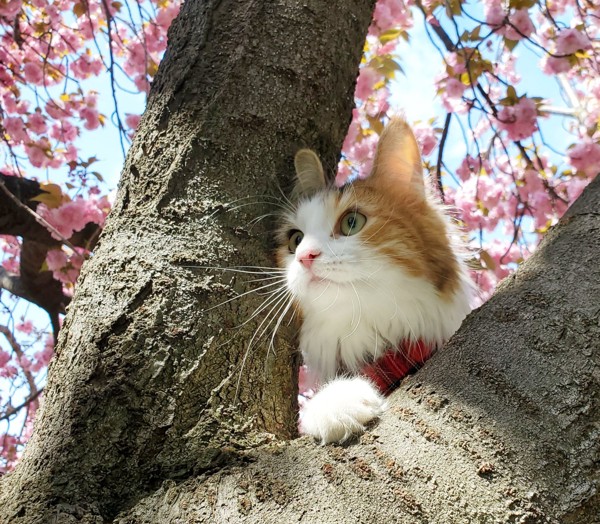 猫 ノルウェージャンフォレストキャット モカの写真