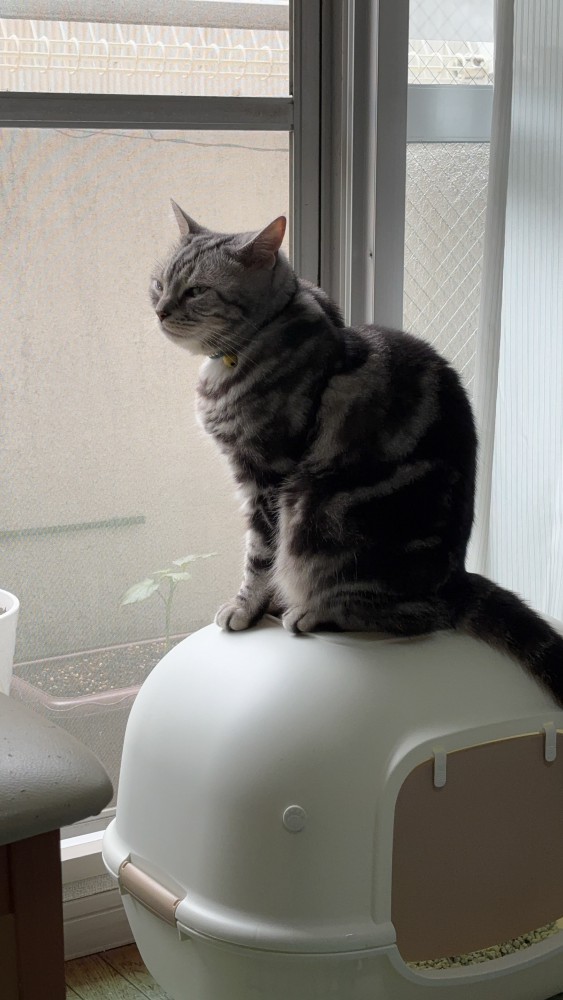 猫 アメリカンショートヘア ミルキーの写真