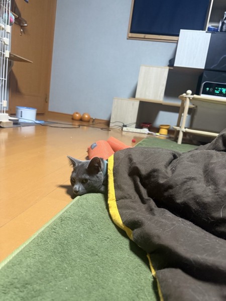 猫 ロシアンブルー そらの写真