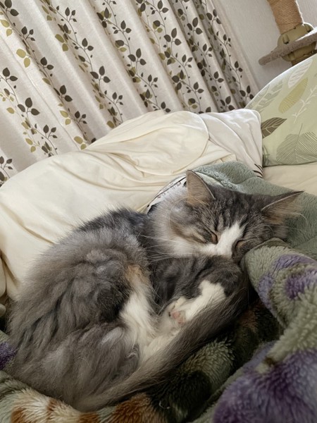 猫 ノルウェージャンフォレストキャット プルの写真