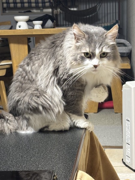 猫 雑種（ミックス） ルークの写真