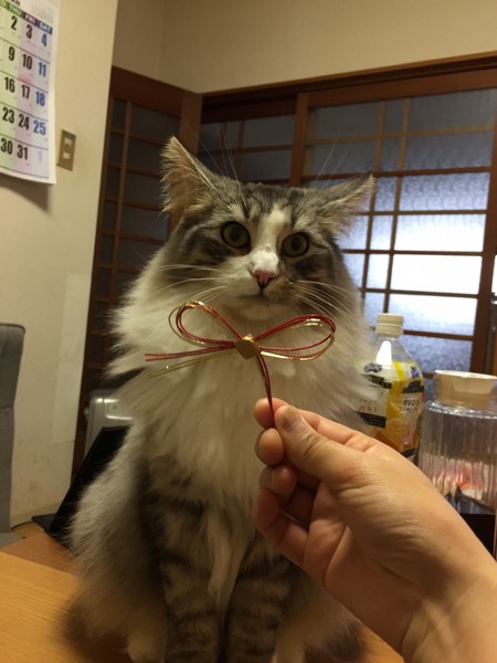 猫 ノルウェージャンフォレストキャット プルの写真