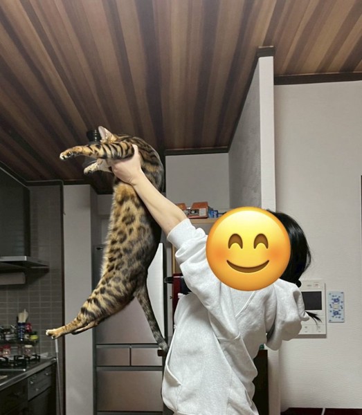 猫 ベンガル Ottoの写真