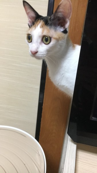 猫 三毛猫 はっぴーの写真