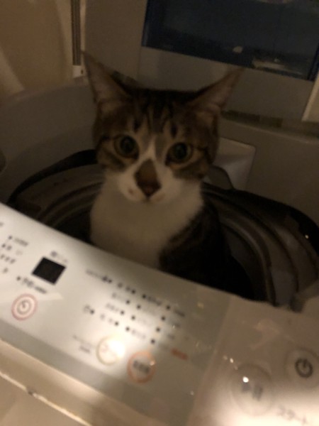 猫 ミックス まめの写真