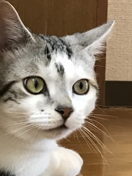 猫 マンチカン ポン太の写真