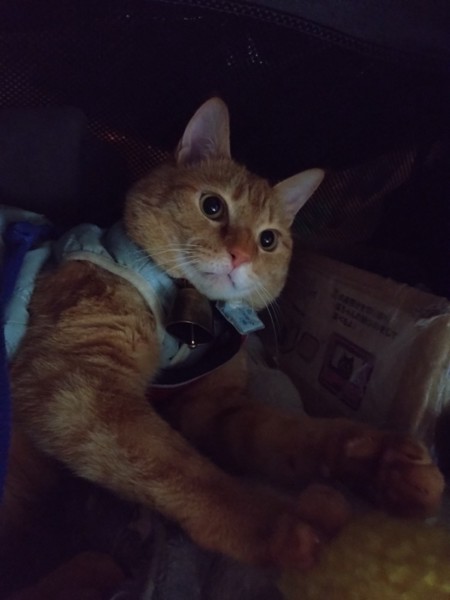 猫 茶トラ りんの写真