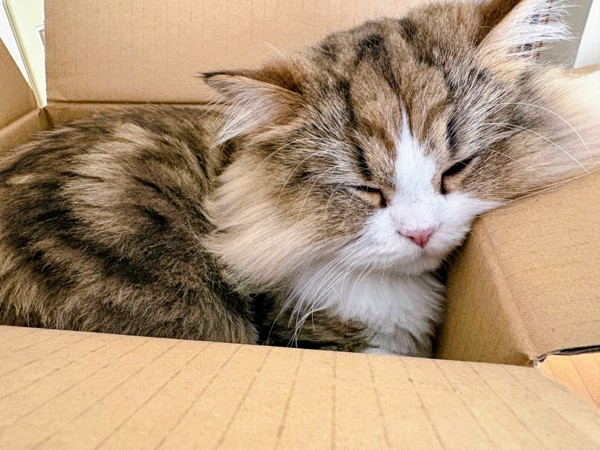 猫 ペルシャ さくらの写真