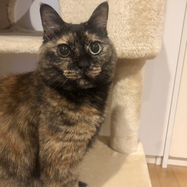 猫 サビ猫 ポンちゃんの写真