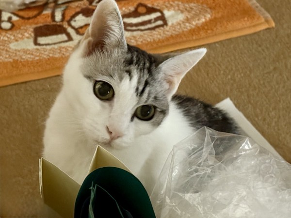 猫 サバシロ もーしゃんの写真