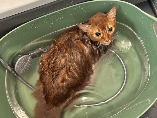 猫 ソマリ ロコんの写真