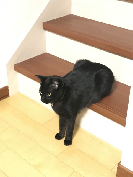 猫 黒猫 ざらめの写真